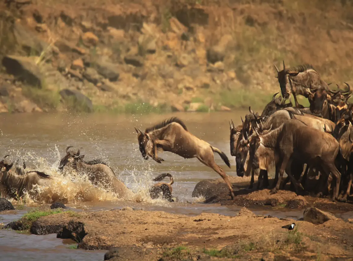 Wildlife & Conservation