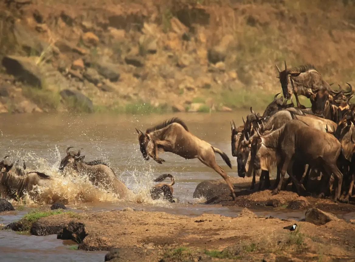 WILDLIFE